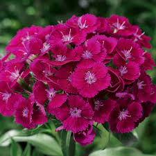 Image result for Dianthus barbatus