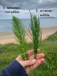 Attēlu rezultāti vaicājumam “Equisetum telmateia”