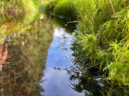 Attēlu rezultāti vaicājumam “Sphagnum fimbriatum”