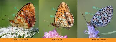 Attēlu rezultāti vaicājumam “Brenthis ino upperside”