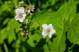 Attēlu rezultāti vaicājumam “Rubus caesius flower”