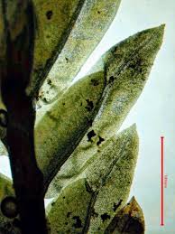 Attēlu rezultāti vaicājumam “Fissidens gracilifolius”