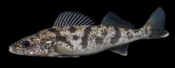 Image result for Sander vitreus