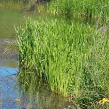 Attēlu rezultāti vaicājumam “Sparganium erectum aggr. leaf”