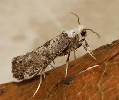 Attēlu rezultāti vaicājumam “Yponomeutidae”