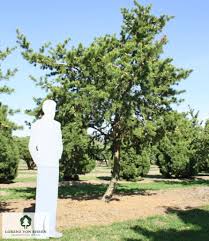 Attēlu rezultāti vaicājumam “Pinus banksiana”