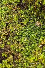 Attēlu rezultāti vaicājumam “Fossombronia wondraczekii”