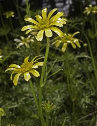Attēlu rezultāti vaicājumam “Ranunculus elatior leaf”