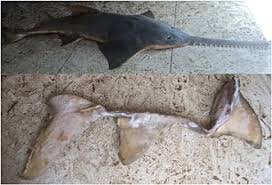 Image result for Pristis pristis