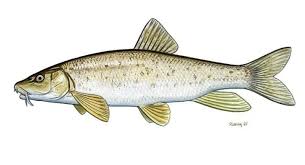 Image result for Barbus barbus