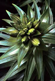 Attēlu rezultāti vaicājumam “Lilium lancifolium bud”