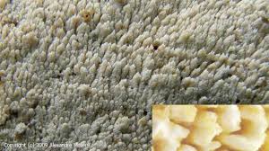 Attēlu rezultāti vaicājumam “Hyphodontia barba-jovis”