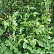 Attēlu rezultāti vaicājumam “Salix pentandra leaf”