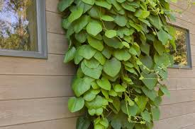 Attēlu rezultāti vaicājumam “Aristolochia durior”