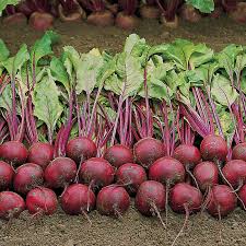 Image result for Beta vulgaris
