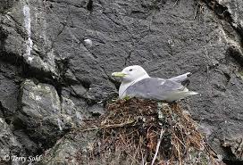Attēlu rezultāti vaicājumam “Rissa tridactyla nest”