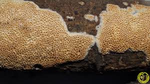 Attēlu rezultāti vaicājumam “Antrodia macra”