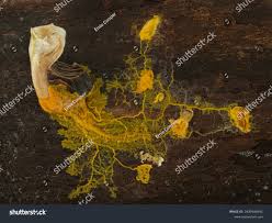 Attēlu rezultāti vaicājumam “Badhamia utricularis plasmodium”