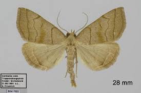 Attēlu rezultāti vaicājumam “Herminia tarsicrinalis”