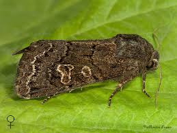 Attēlu rezultāti vaicājumam “Tholera cespitis”