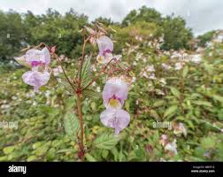 Attēlu rezultāti vaicājumam “Impatiens glandulifera leaf”