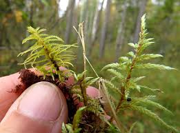 Attēlu rezultāti vaicājumam “Helodium blandowii”