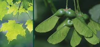 Attēlu rezultāti vaicājumam “Acer saccharinum fruit”