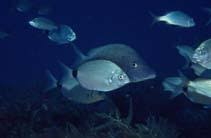 Image result for Diplodus kotschyi