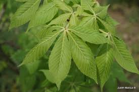 Attēlu rezultāti vaicājumam “Aesculus flava leaf”