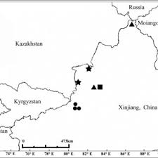 Attēlu rezultāti vaicājumam “Diderma cinereum”