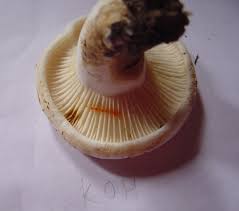 Attēlu rezultāti vaicājumam “Lactarius bertillonii”