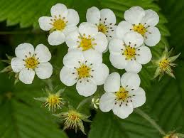 Attēlu rezultāti vaicājumam “Fragaria moschata flower”