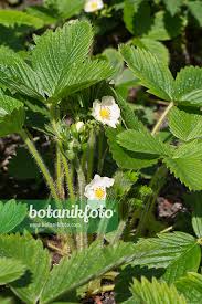 Attēlu rezultāti vaicājumam “Fragaria viridis fruit”
