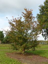 Attēlu rezultāti vaicājumam “Crataegus persimilis”