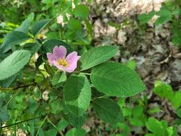 Attēlu rezultāti vaicājumam “Rosa villosa”