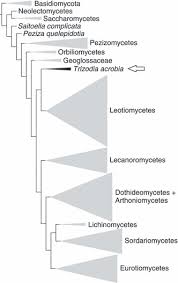 Attēlu rezultāti vaicājumam “Octosporella jungermanniarum”