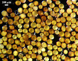 Attēlu rezultāti vaicājumam “Gulielmina vermicularis spores”