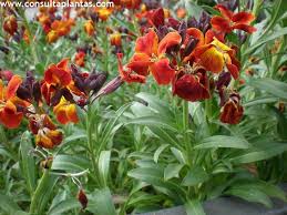 Image result for Cheiranthus cheiri