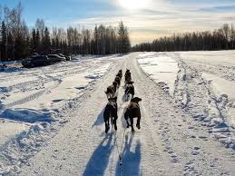 Image result for Team Ice Fire British Sled Dog Racing Team