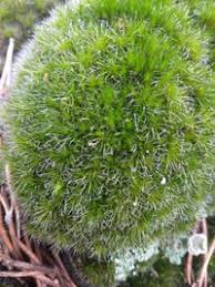 Attēlu rezultāti vaicājumam “Campylopus introflexus”