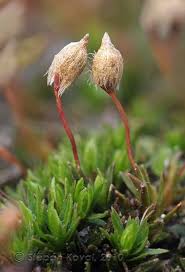 Attēlu rezultāti vaicājumam “Pogonatum nanum”