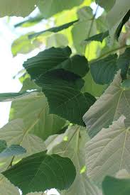 Attēlu rezultāti vaicājumam “Tilia tomentosa leaf”