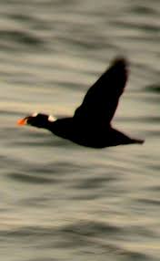 Image result for Melanitta perspicillata