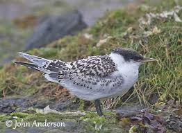 Attēlu rezultāti vaicājumam “Sterna sandvicensis adult”