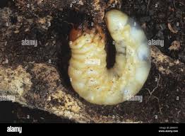 Attēlu rezultāti vaicājumam “Ceruchus chrysomelinus larva”