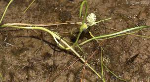 Attēlu rezultāti vaicājumam “Sparganium erectum aggr. leaf”