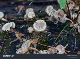 Attēlu rezultāti vaicājumam “Lactarius repraesentaneus”