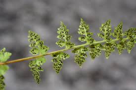 Attēlu rezultāti vaicājumam “Cystopteris fragilis”