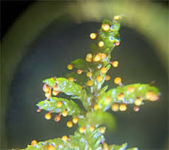 Attēlu rezultāti vaicājumam “Craterium aureonucleatum”