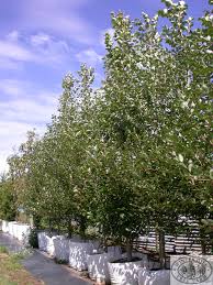 Attēlu rezultāti vaicājumam “Populus simonii”